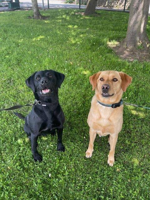Jet and Ben the police dogs & play